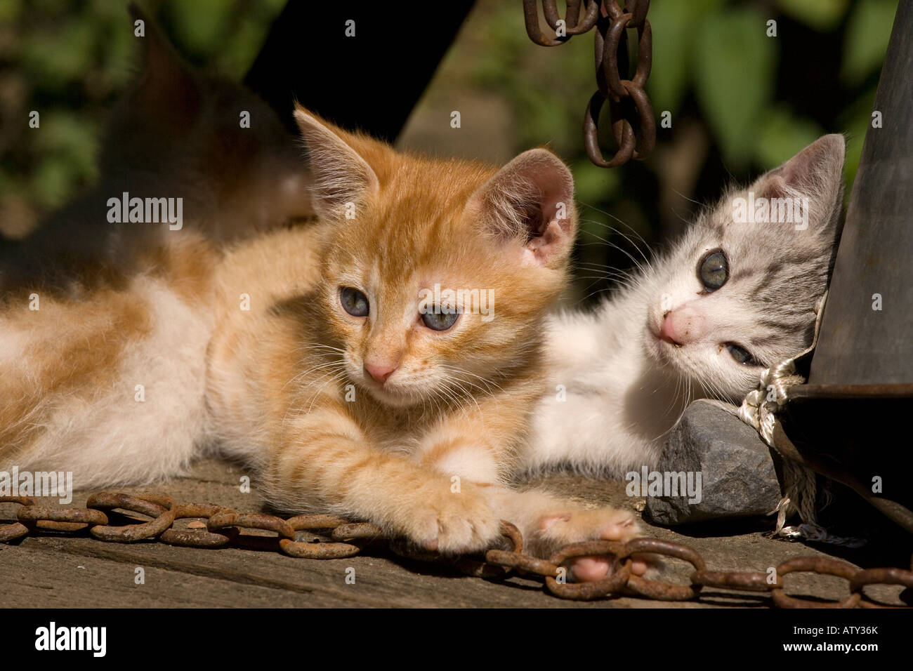 Gattini giocando nel cortile di fattoria villaggio sassone Romania Foto Stock