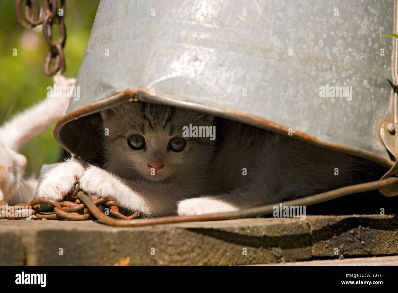Gattini giocando nel cortile di fattoria villaggio sassone della Romania - che si nasconde sotto una benna Foto Stock