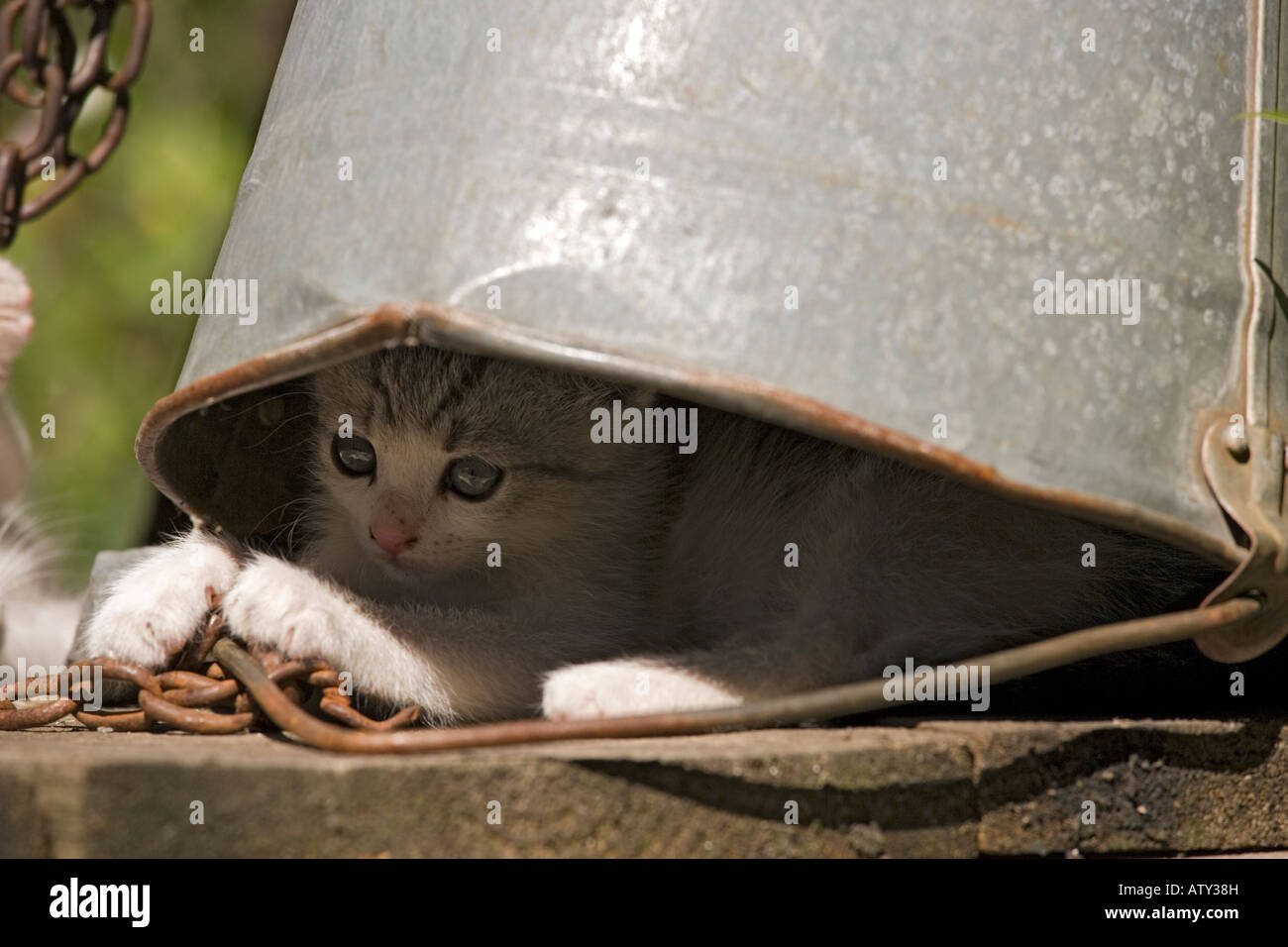 Gattini giocando nel cortile di fattoria, nascosto sotto una benna; villaggio sassone Romania Foto Stock