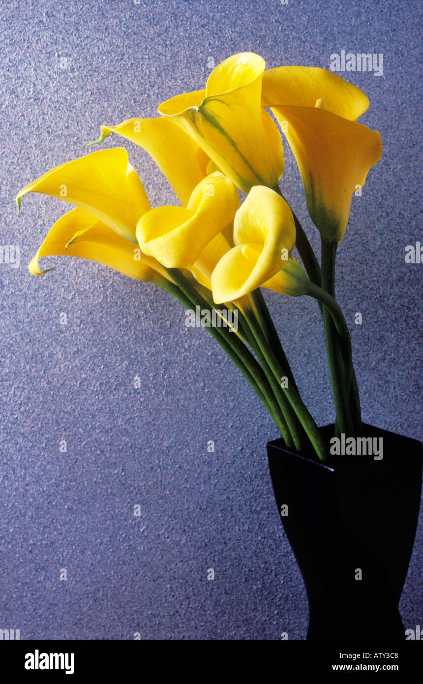 Giallo calla Lillies nel vaso nero Foto Stock