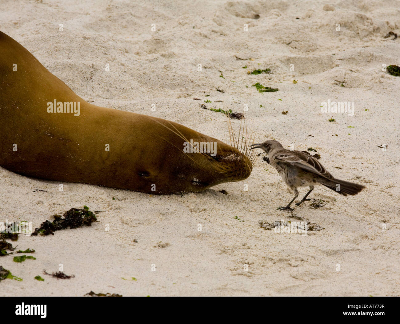 Cappa Nesomimus Mockingbirds macdonaldi indagando leone di mare sulla spiaggia Cappa isola Galapagos Foto Stock