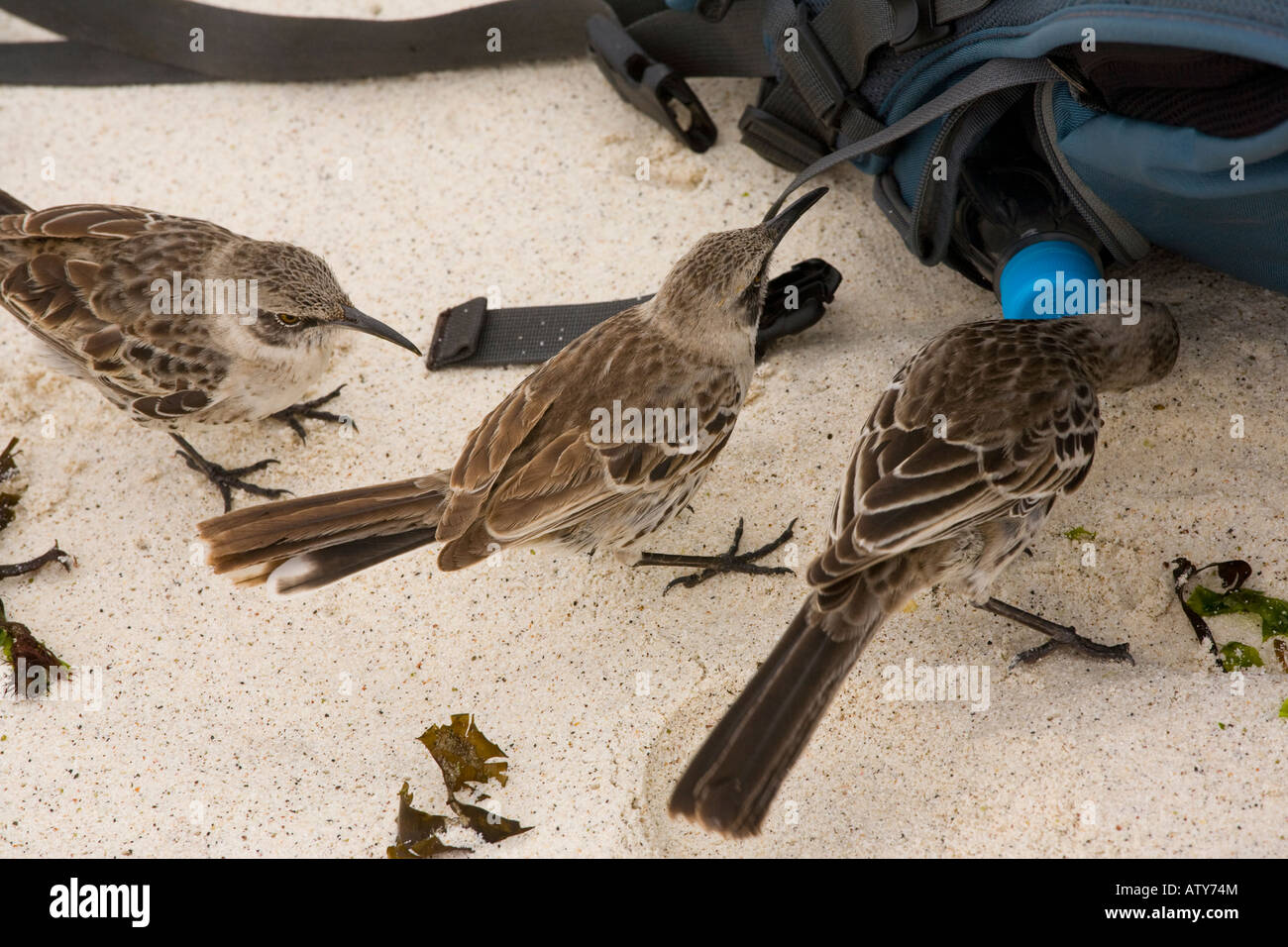 Cappa Nesomimus Mockingbirds macdonaldi studiando una bottiglia d'acqua sulla spiaggia Cappa isola Galapagos Foto Stock
