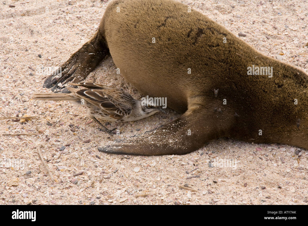 Hood Mockingbirds, Nesomimus macdonaldi, investigando sealion morto sulla spiaggia Hood Island Galapagos Foto Stock