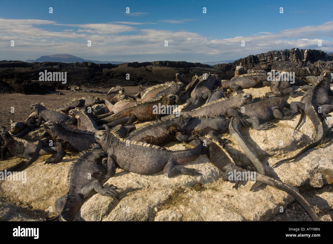 Massa di Iguanas marine, Amblyrhynchus cristatus riscaldamento in sole endemico e specializzata rettile Fernandina Isola Galapagos Foto Stock