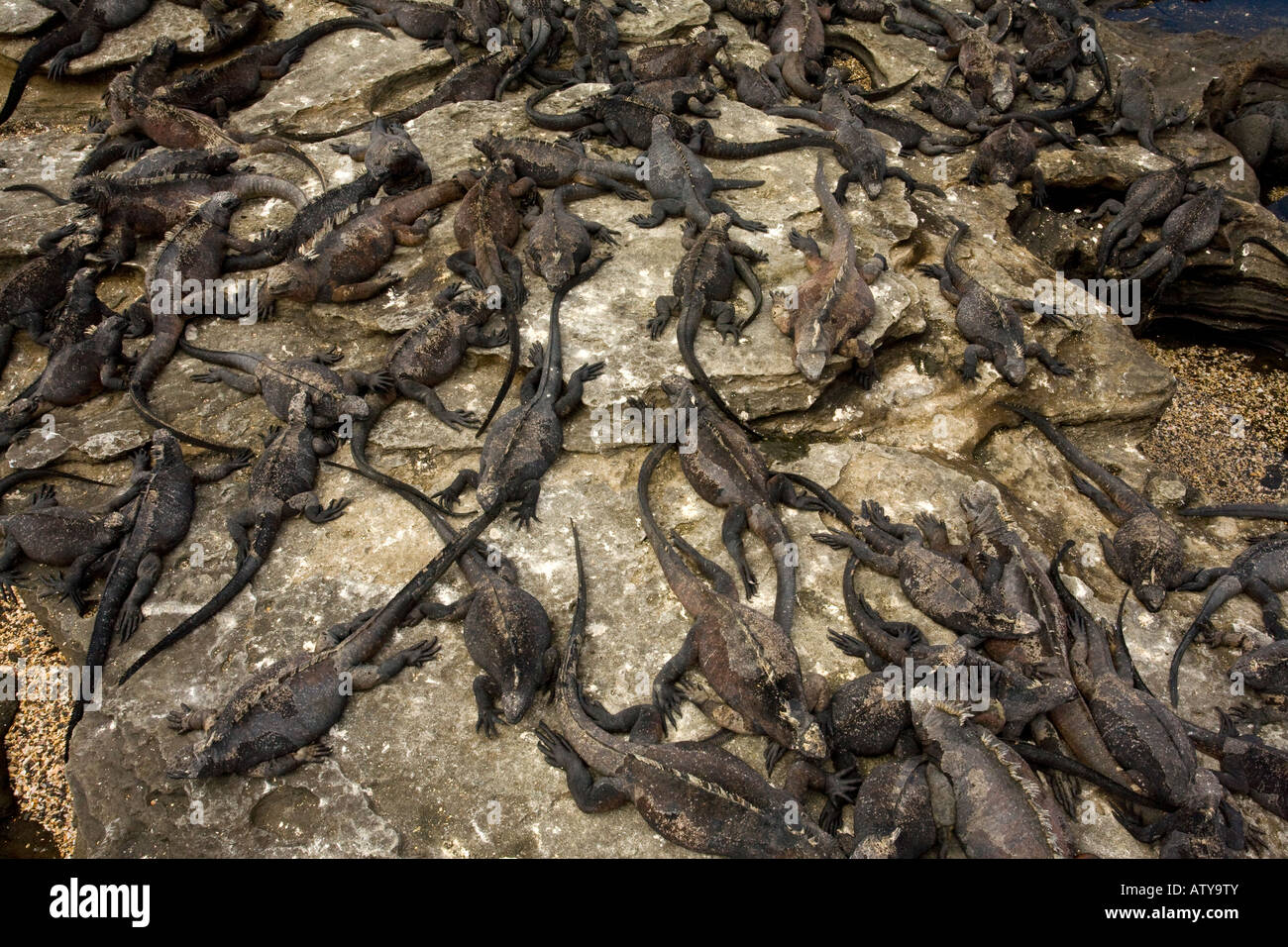 Massa di Iguanas marine, Amblyrhynchus cristatus riscaldamento in sole endemico e specializzata rettile Fernandina Isola Galapagos Foto Stock