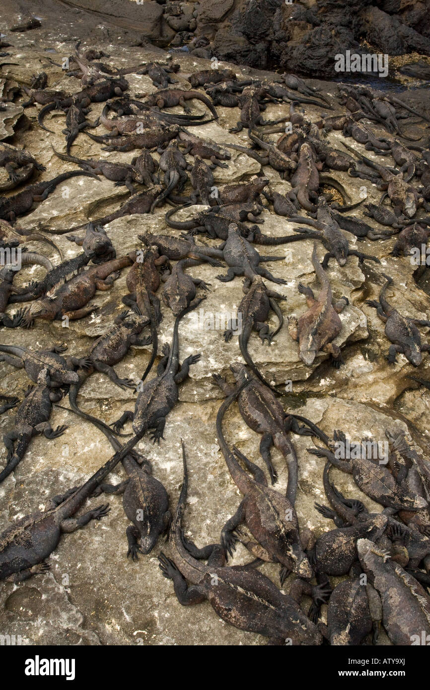 Massa di Iguanas marine, Amblyrhynchus cristatus riscaldamento in sole endemico e specializzata rettile Fernandina Isola Galapagos Foto Stock