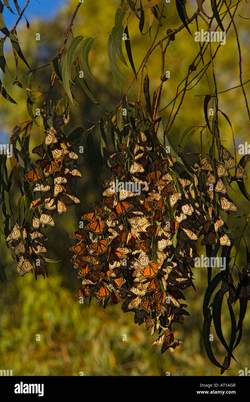 Massa di farfalle monarca Danaus plexippus svernamento alberi nella California del sud Foto Stock