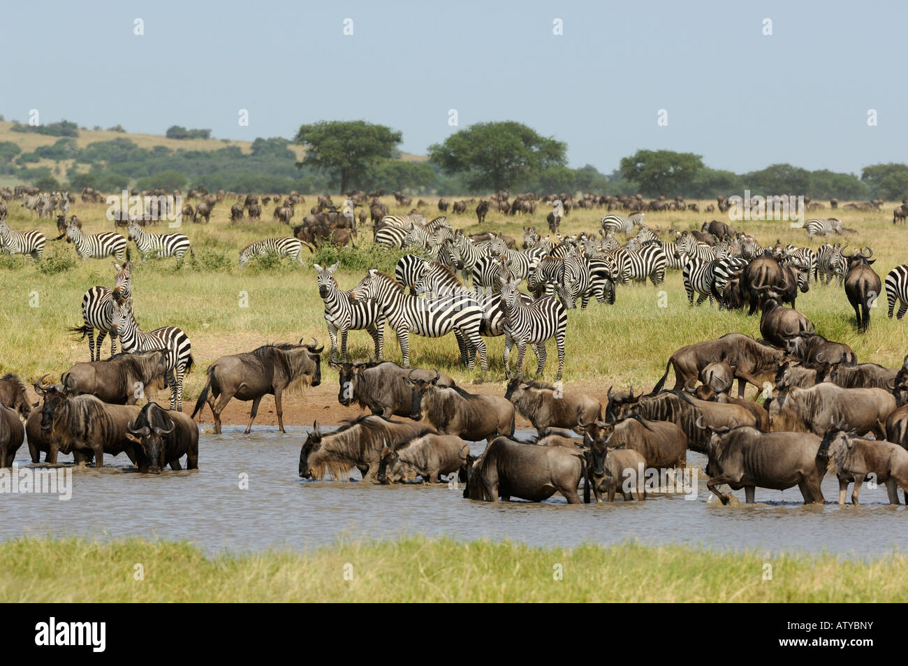 Gnu migrazione, ecosistema Serengeti, Tanzania Foto Stock