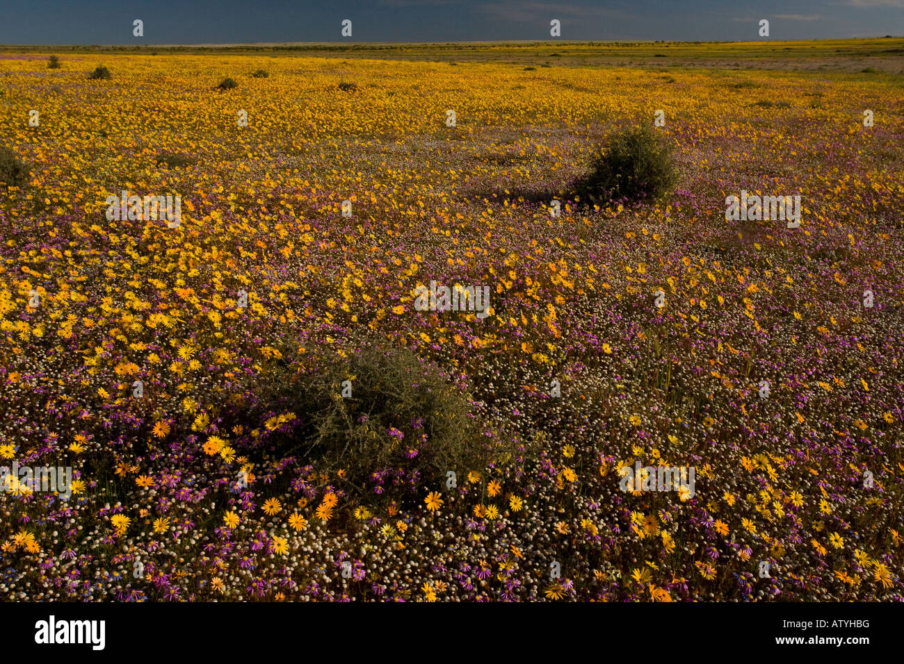 Messa straordinaria di fiori di primavera su Renosterveld una vegetazione arbustiva tipo ricco di lampadine vicino Nieuwoudtville, Cape, S Africa Foto Stock