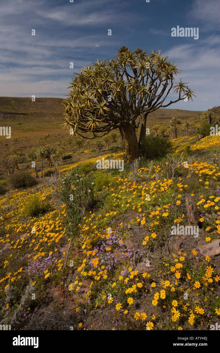 Kocurboom o faretra Tree Aloe dichotoma foresta in una primavera fiorita sul plateau Bokkeveld Northern Cape Sud Africa Foto Stock