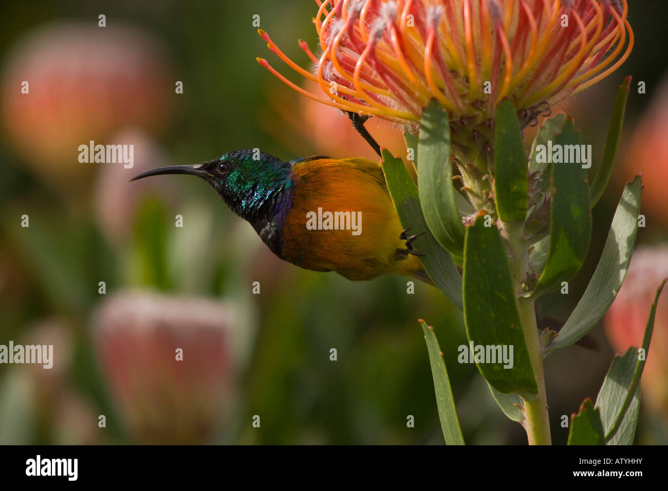 Petto arancione Sunbird Anthobaphes violacea sul protaea Cape fynbos endemica in Sud Africa Foto Stock