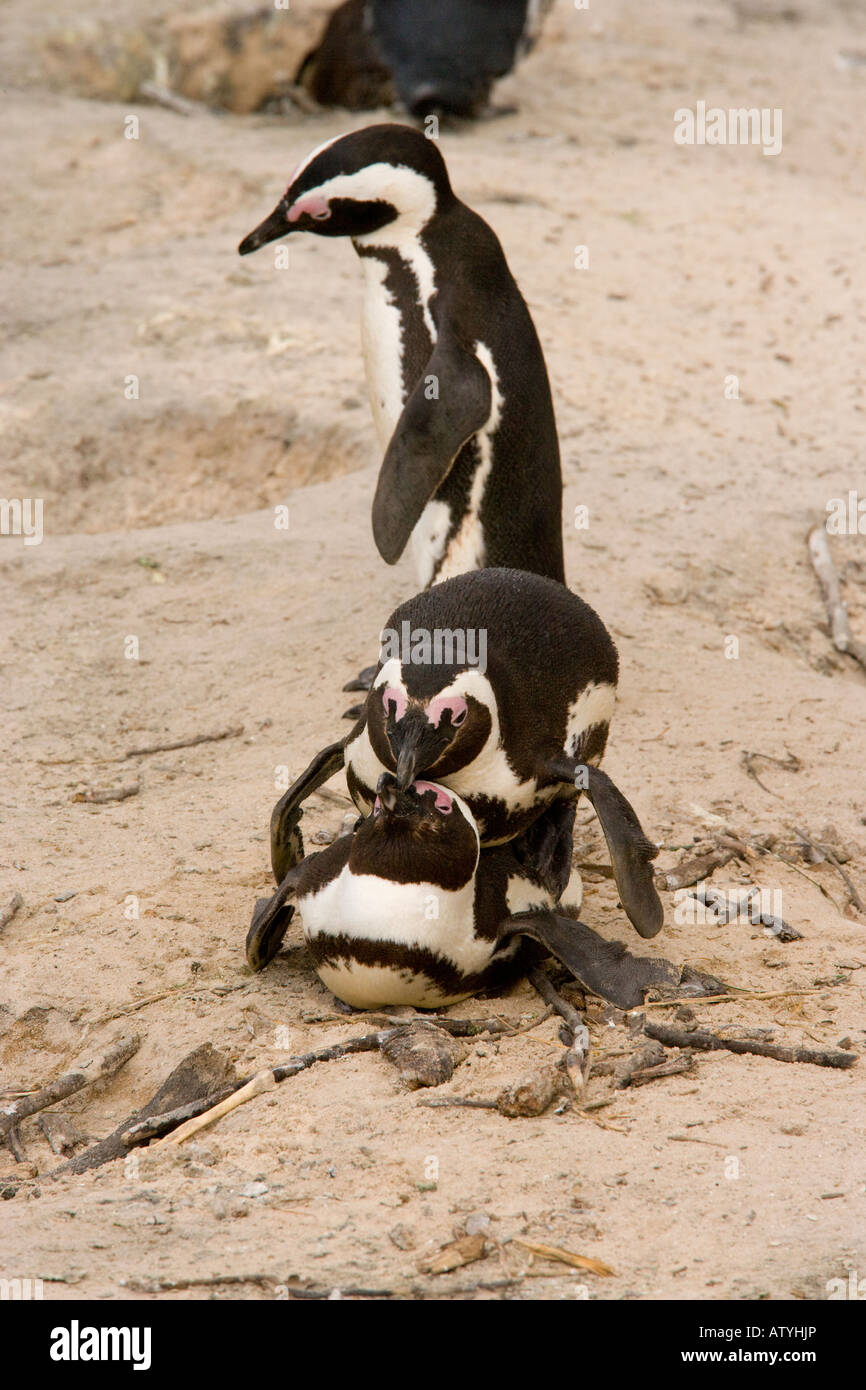 Africani in precedenza dei pinguini Jackass Penguin Spheniscus demersus coniugata coppia con spettatore a Boulders Cape Sud Africa Foto Stock