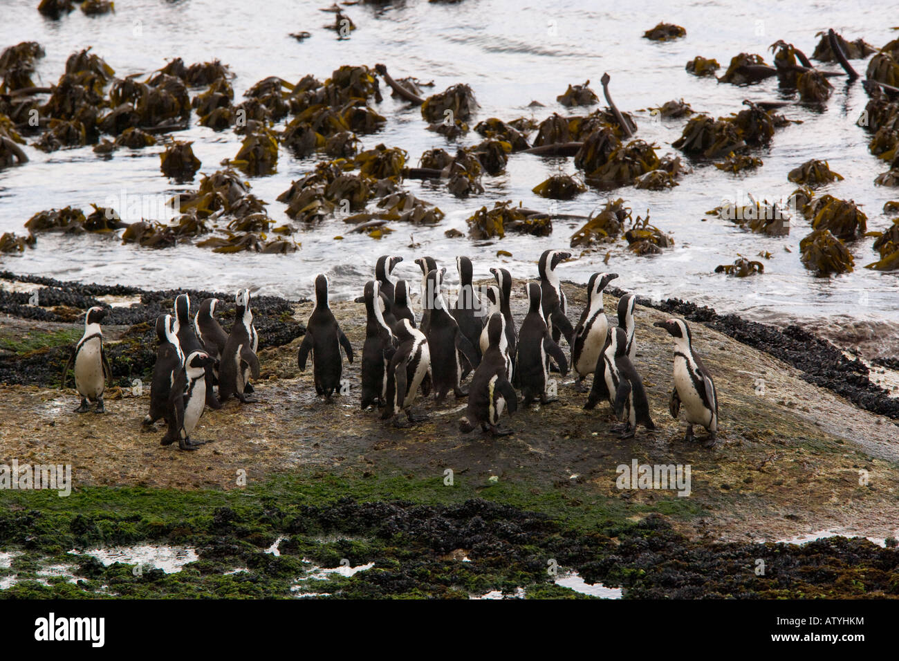 Gruppo di Pinguini africani (Jackass Penguin) Spheniscus demersus riuniti in attesa per le guarnizioni per andare lontano a Boulders, Cape Foto Stock