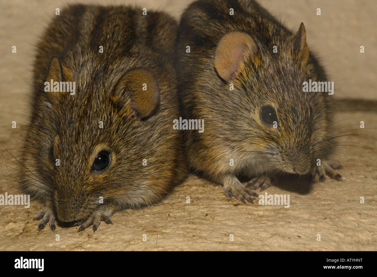 Striped Mouse Rhabdomys pumilio Cape Sud Africa Foto Stock