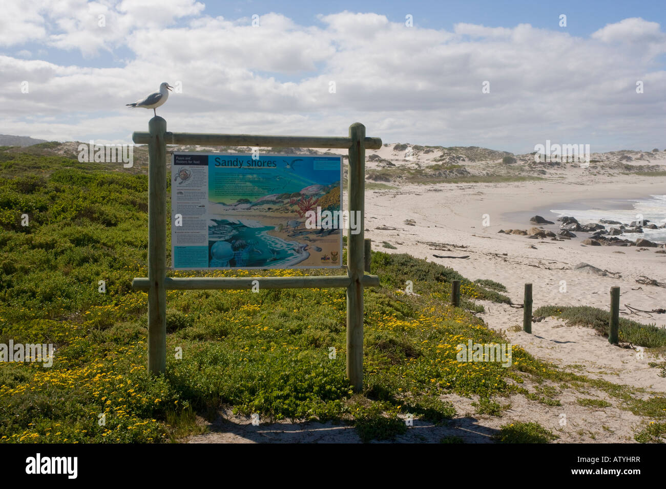 Hartlaub il gabbiano o King Gull Larus hartlaubii sulla costa information board a Postberg West Coast National Park Western Cape Foto Stock