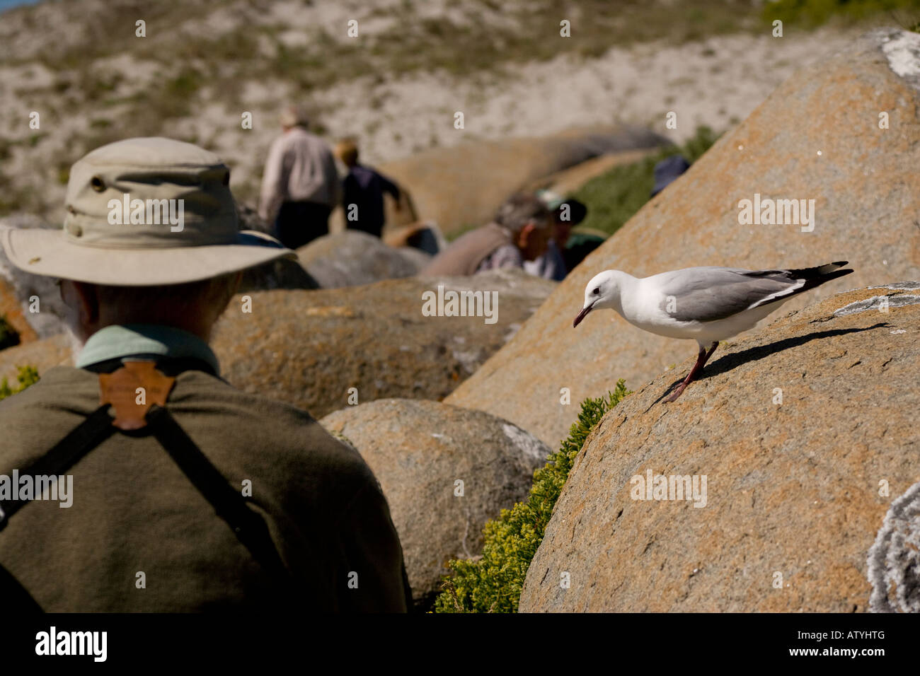 Hartlaub il gabbiano o King Gull Larus hartlaubii cercando cercando di rubare il pranzo Postberg West Coast National Park Western Cape Foto Stock