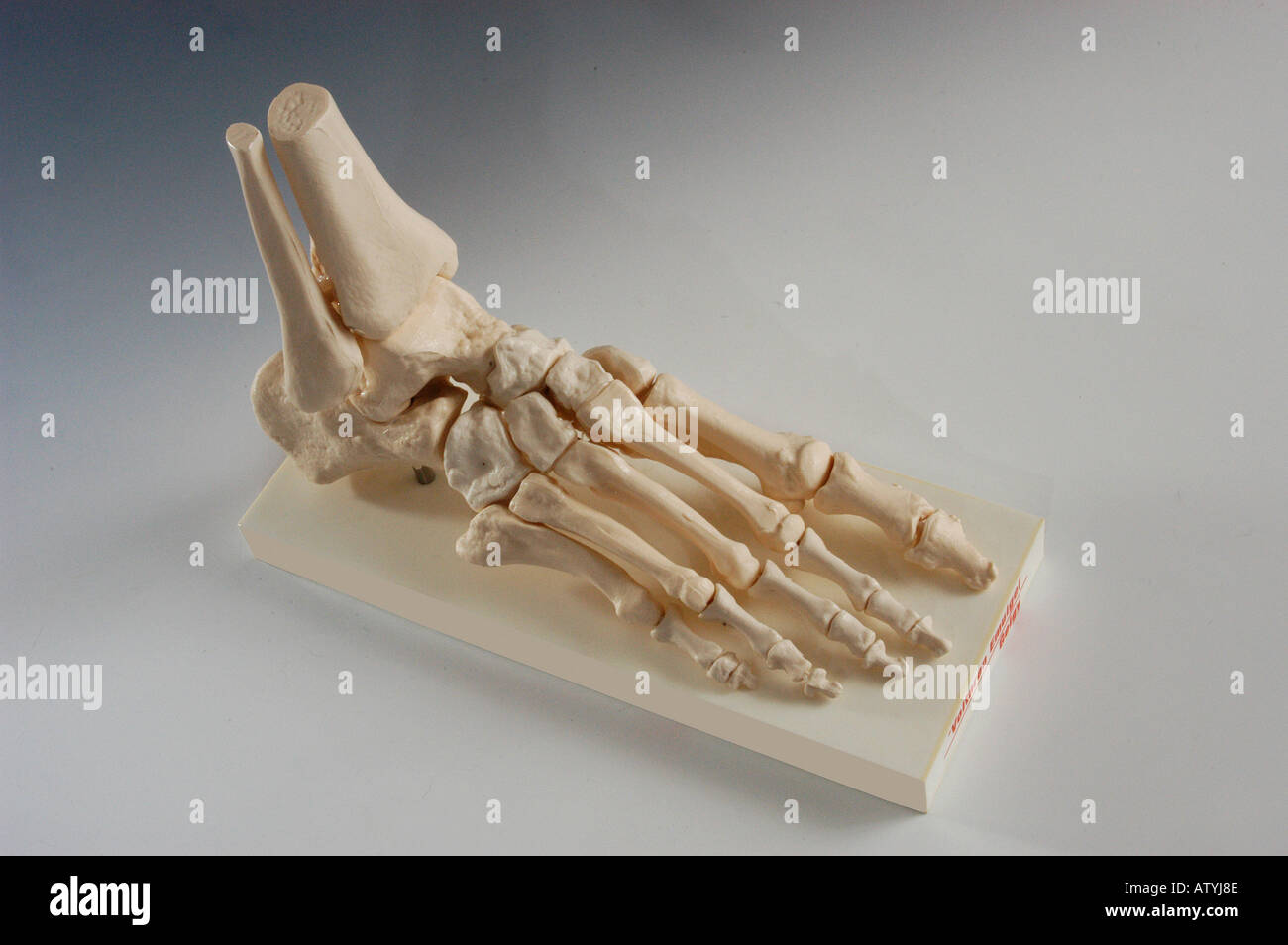 Modell Fuss Fussgelenk Skelett Knochen Foto Stock