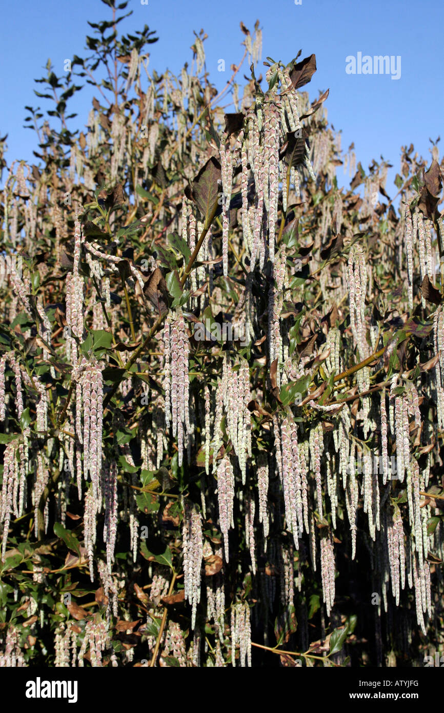 GARRYA ELLIPTICA JAMES TETTO. Infiorescenza staminifera di seta Bush. Foto Stock