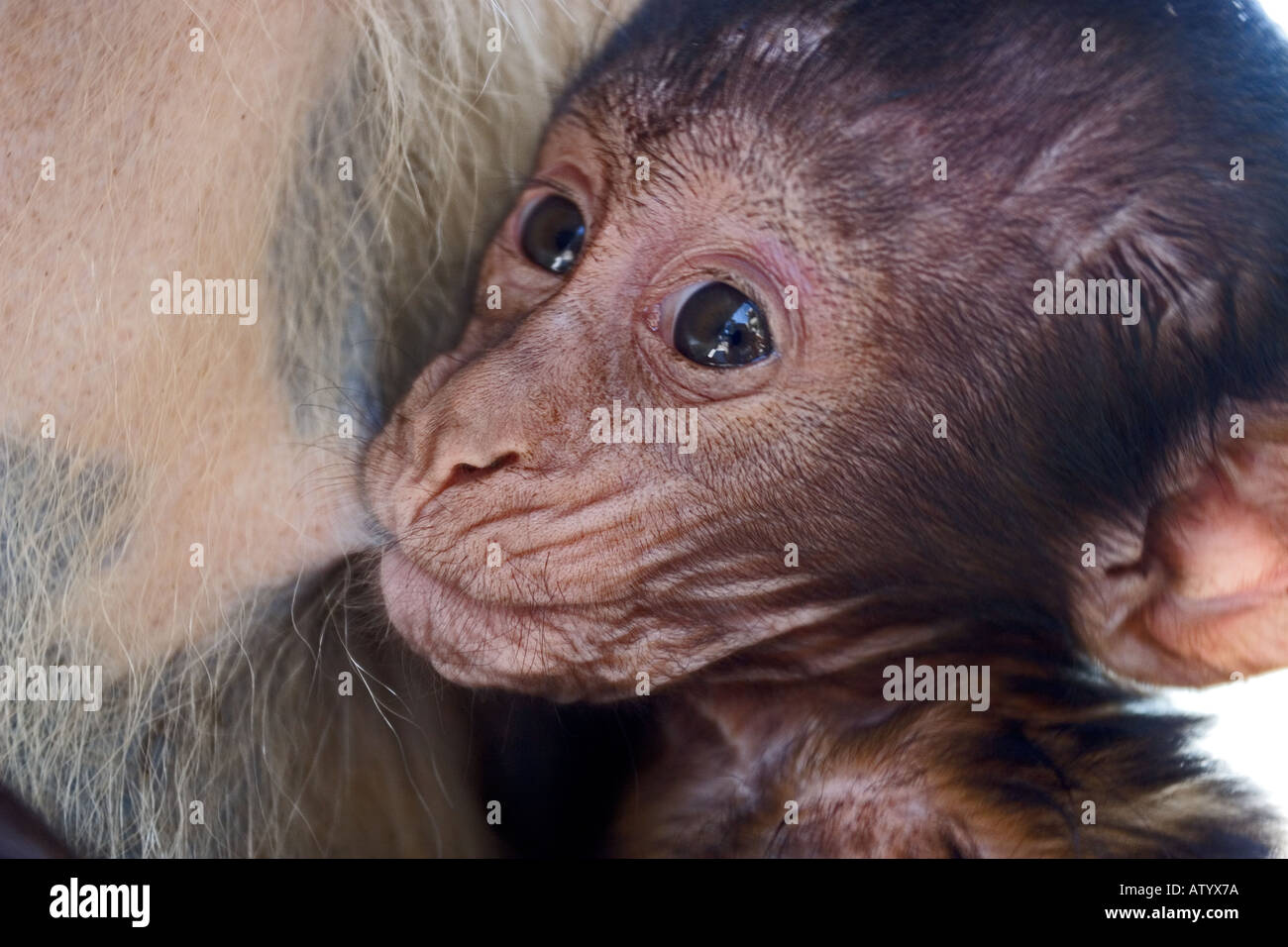 Barbary Macaque Macaca sylvanus Baby Nursing Gibilterra Foto Stock