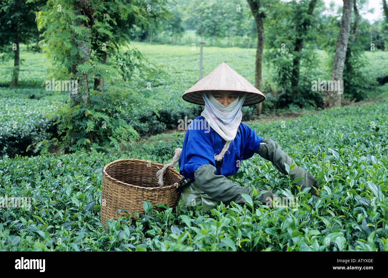 Una raccoglitrice di tè in una piantagione di tè vicino Thanh figlio di Phu Tho Foto Stock