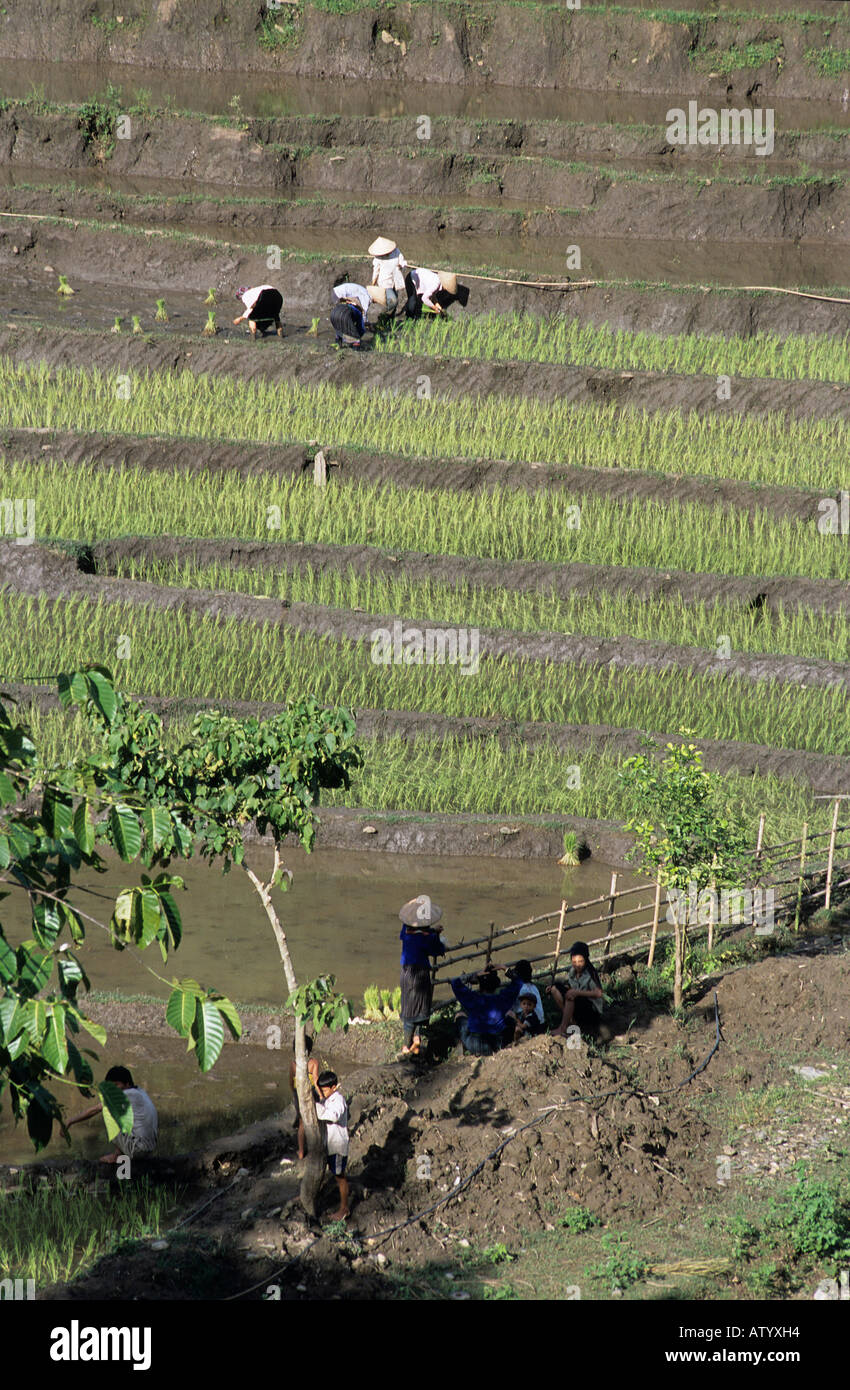 Black Tai gli abitanti dei villaggi e risaie nei pressi di Moc Chau Foto Stock