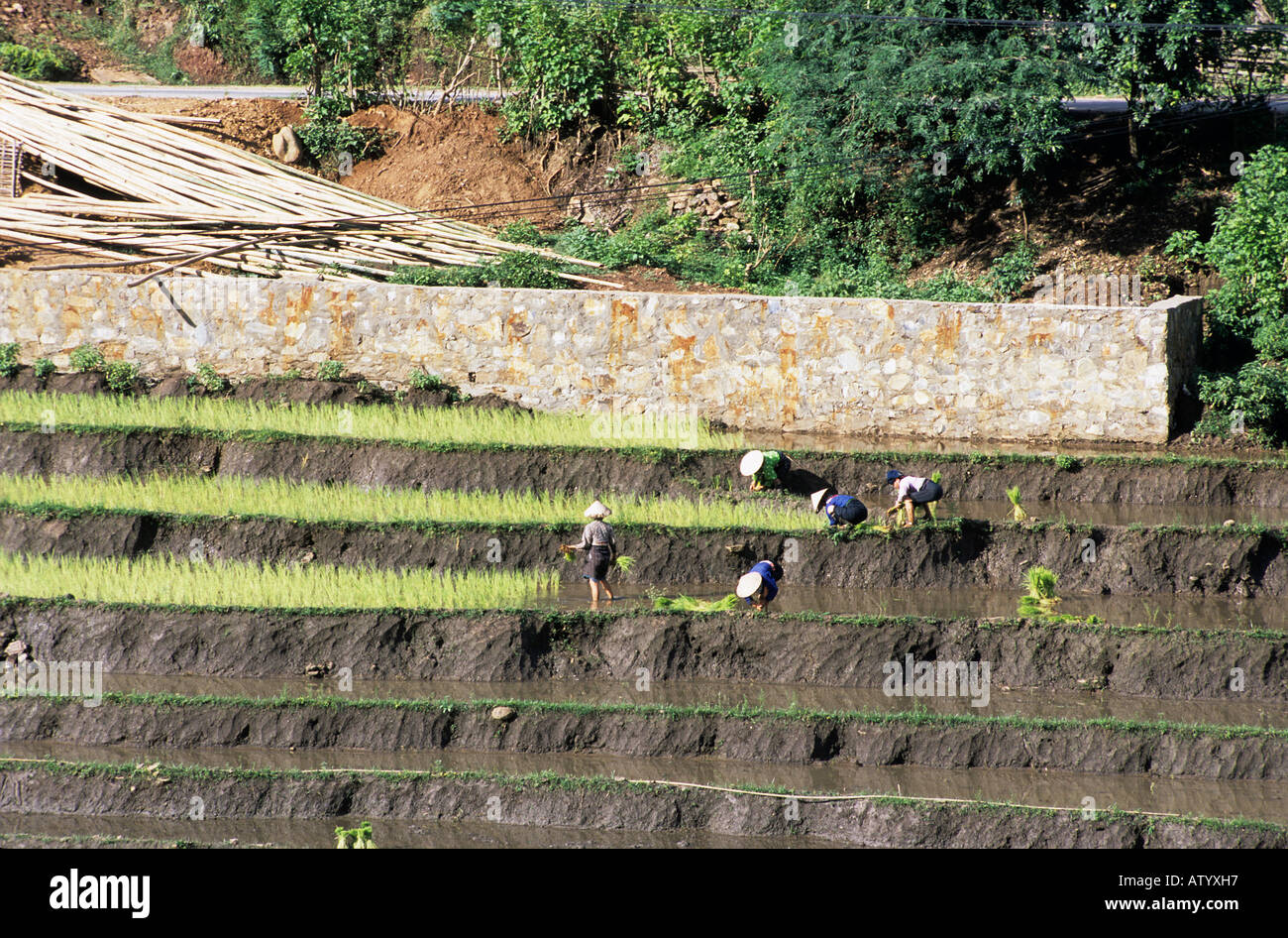 Black Tai gli abitanti dei villaggi e risaie nei pressi di Moc Chau Foto Stock