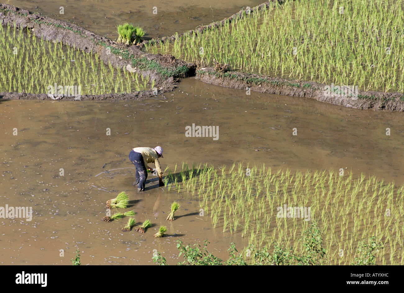 Black Tai gli abitanti dei villaggi e risaie nei pressi di Moc Chau Foto Stock