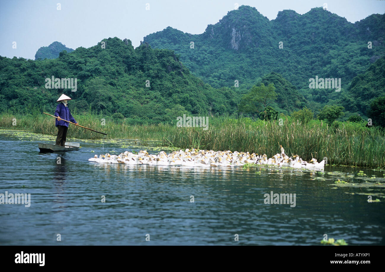 Un uomo imbrancandosi anatre sui Suoi Yen River a pagoda di profumo Foto Stock