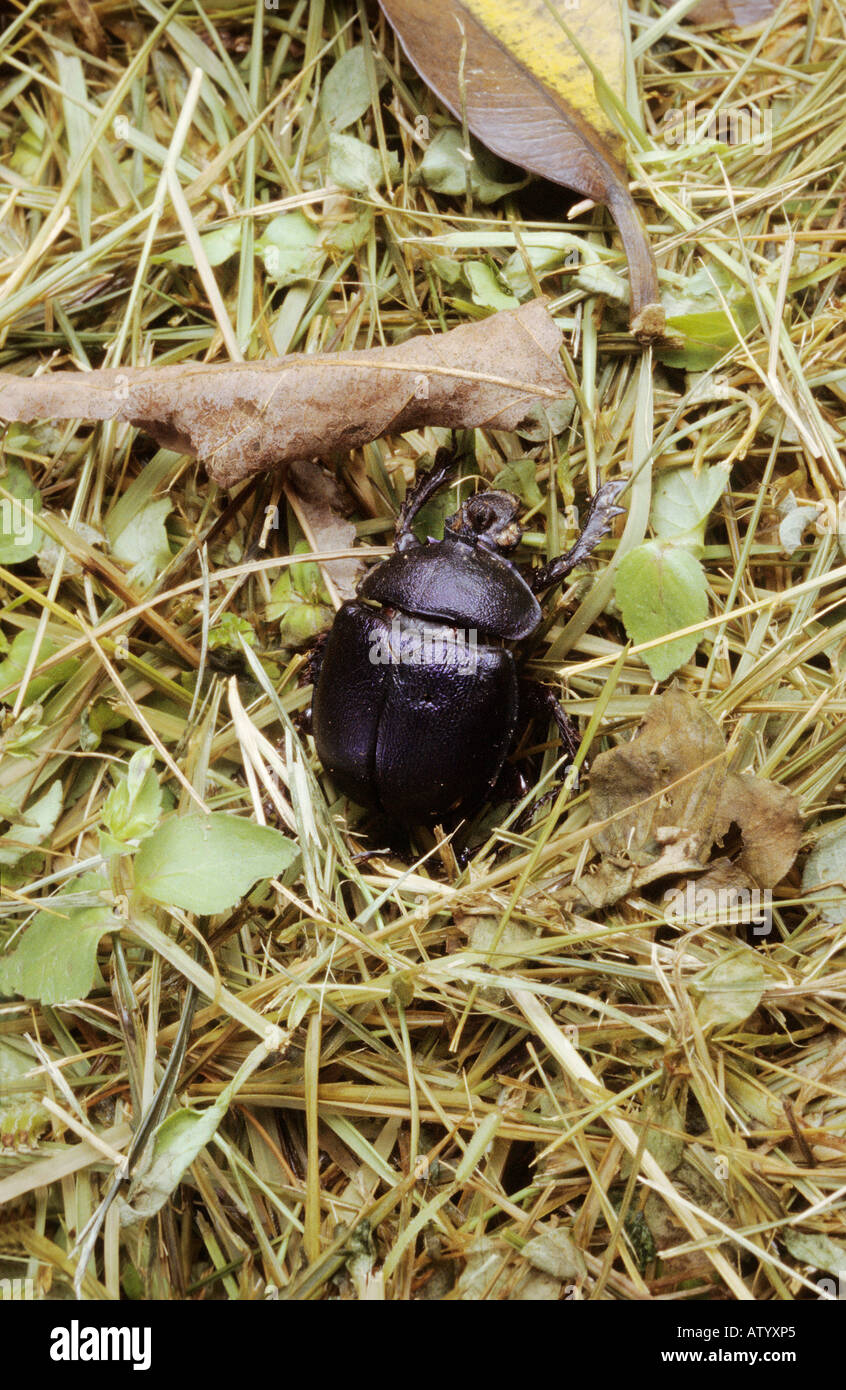 Un stag beetle nel sotto la crescita in Cat Bai Parco Nazionale Foto Stock