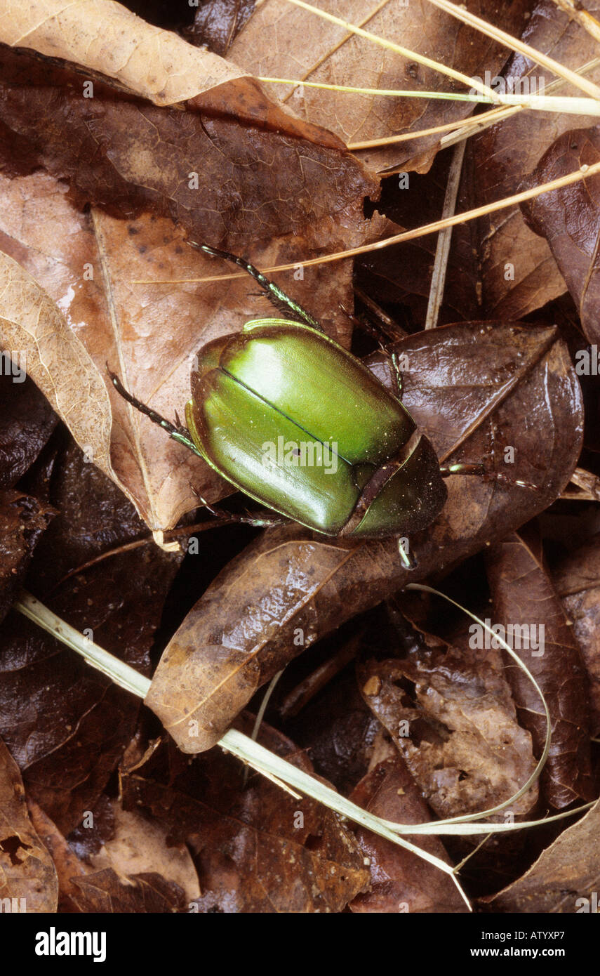 Un colore verde scarabeo contro il marrone del sottobosco di Cat Bai Parco Nazionale Foto Stock