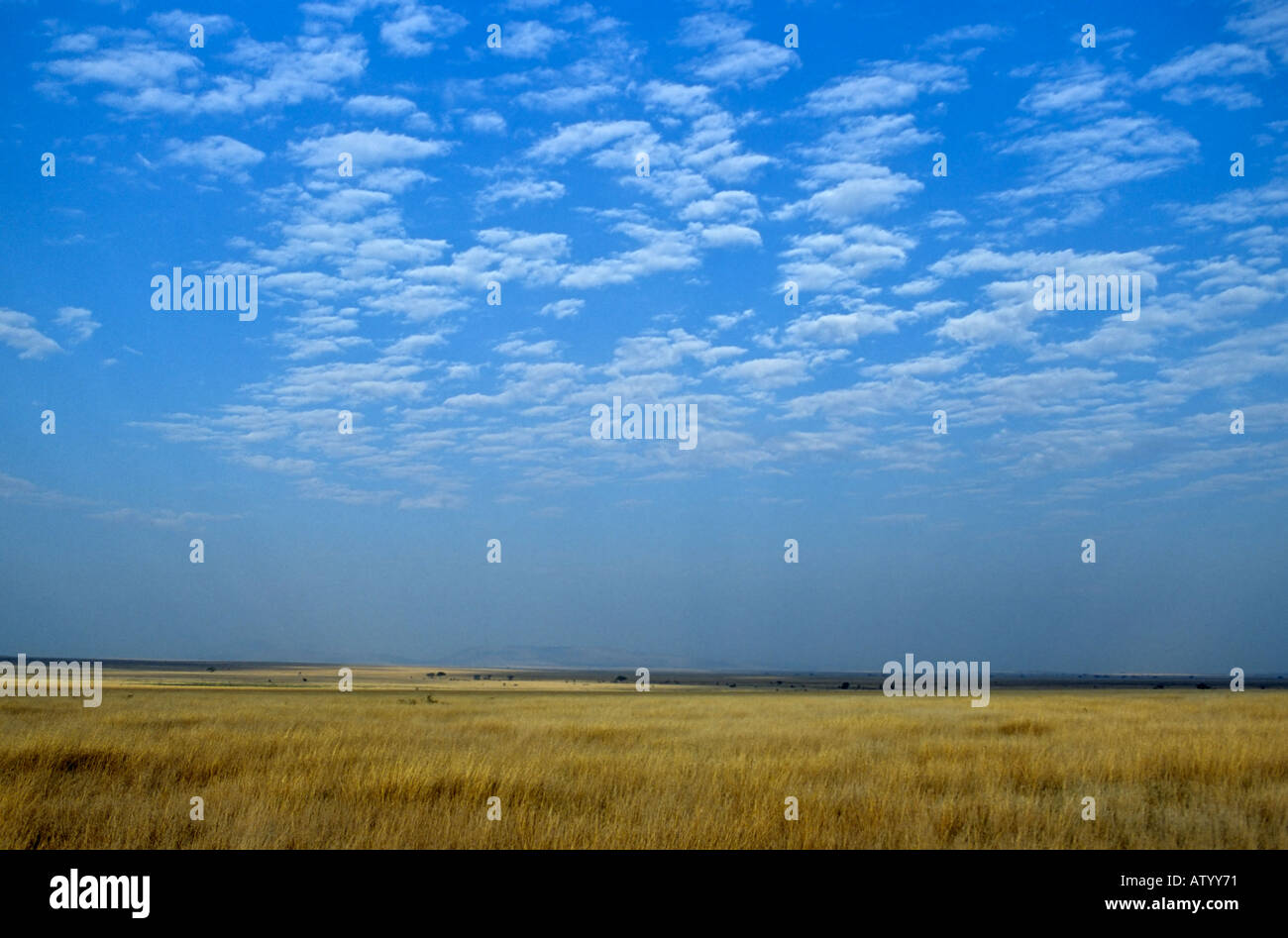 Pianura erbosa, Serengeti National Park, Tanzania Foto Stock