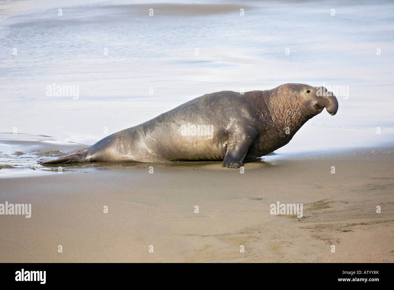 Un adulto maschio di allevamento Nord guarnizione di elefante su una spiaggia della California Foto Stock
