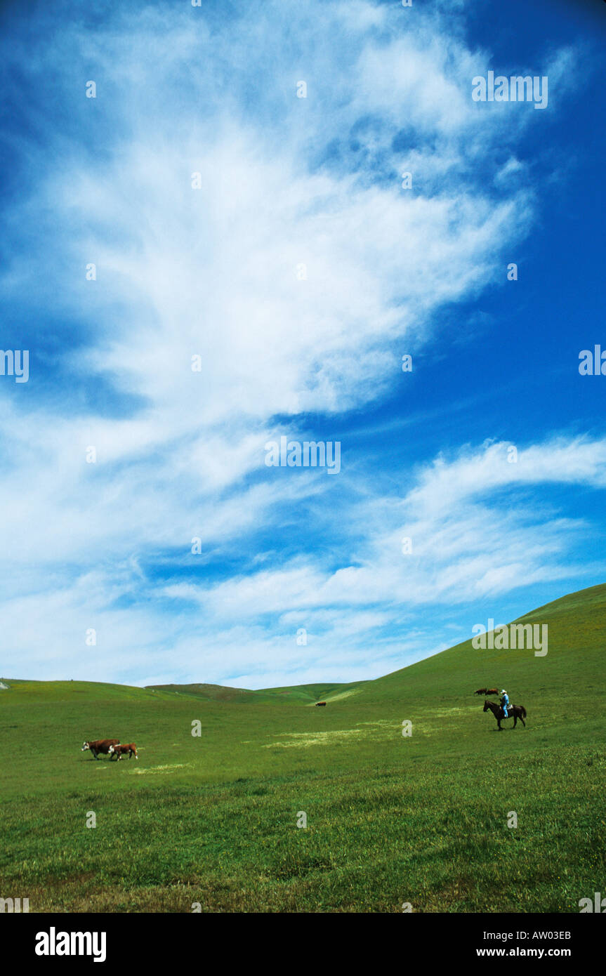 Ranchland cowboy e bovini Foto Stock