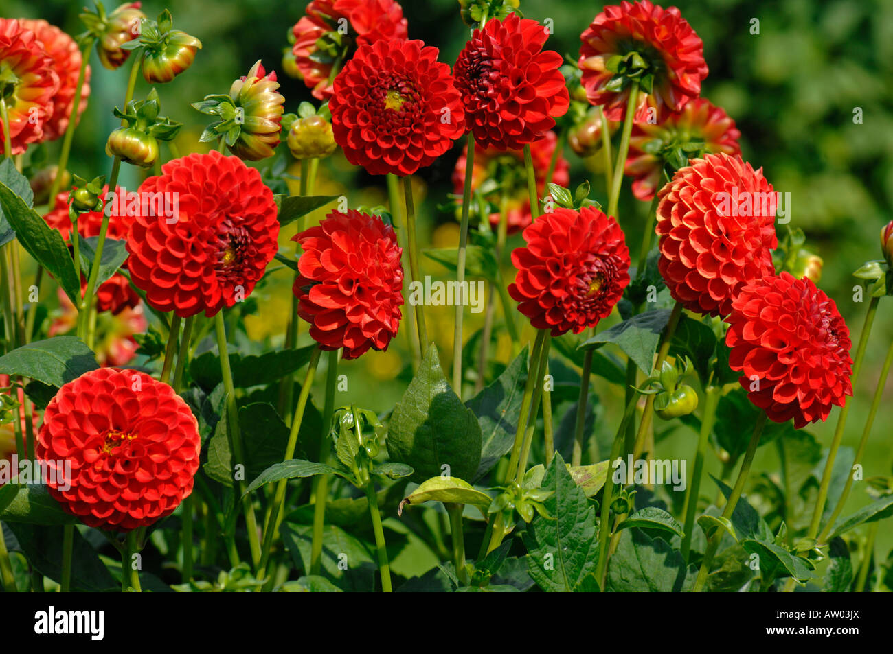 Fioritura Dahlia (Dahlia ibrido) in un giardino Foto Stock