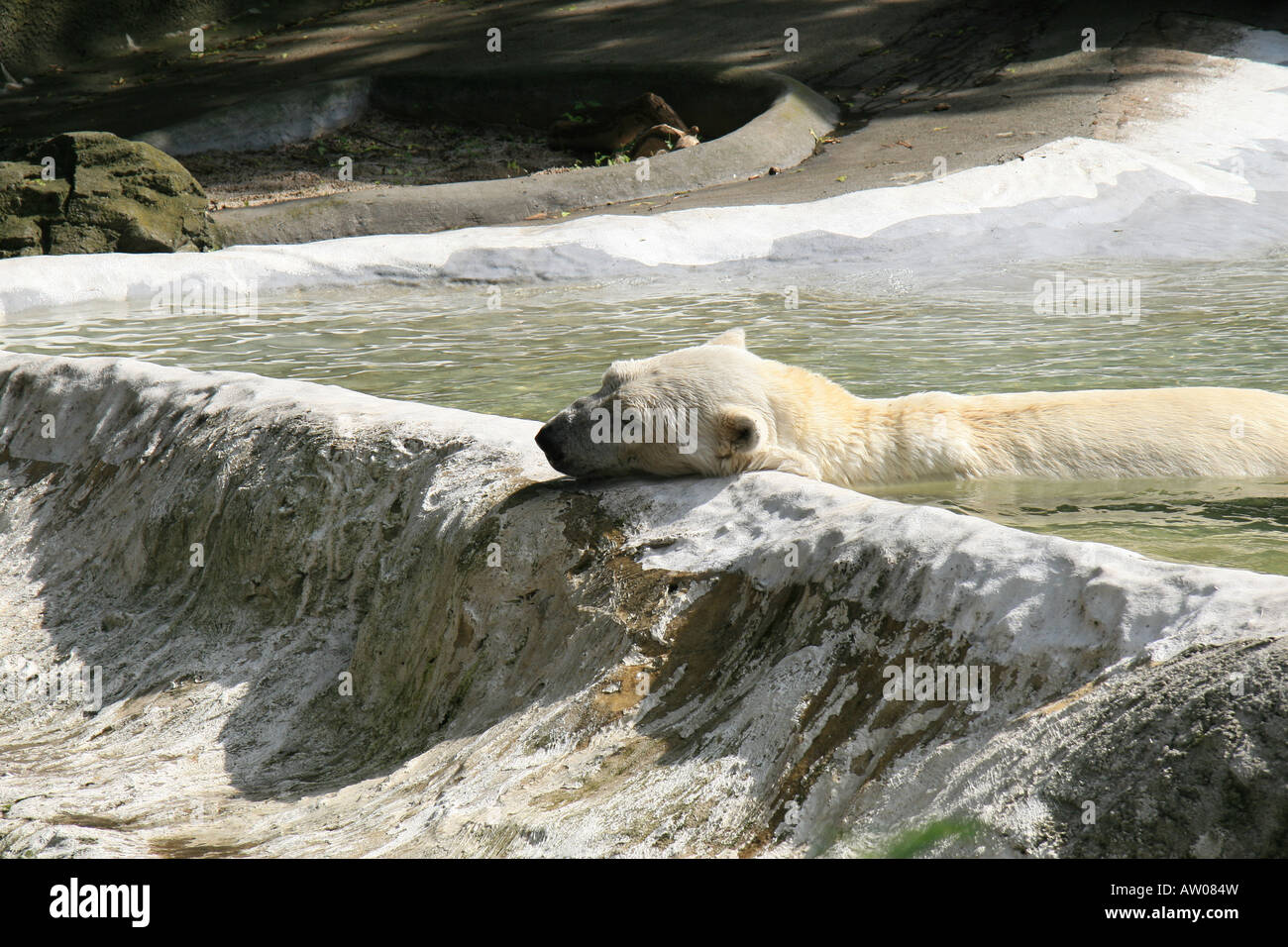 Un orso polare al Bronx Zoo di New York. Foto Stock