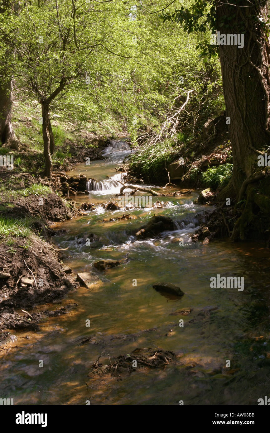 Piccolo ruscello come babbles attraverso la vallata soleggiata vicino Denby boschi Wakefield West Yorkshire Foto Stock