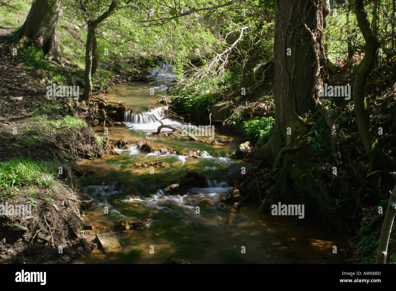 Piccolo ruscello come babbles theough la vallata soleggiata vicino Denby boschi Wakefield West Yorkshire Foto Stock