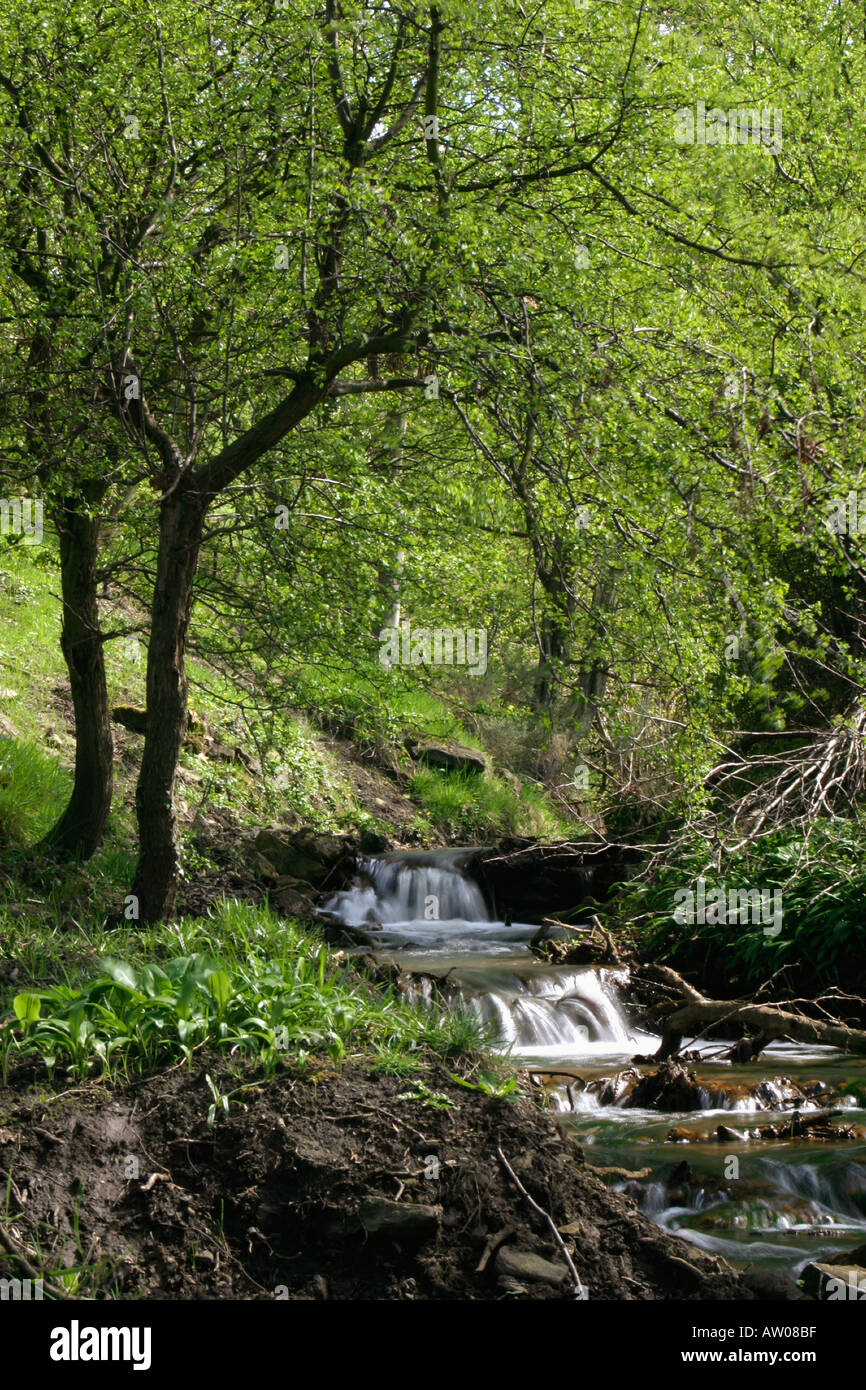 Piccolo ruscello come babbles attraverso la vallata soleggiata vicino Denby boschi Wakefield West Yorkshire Foto Stock