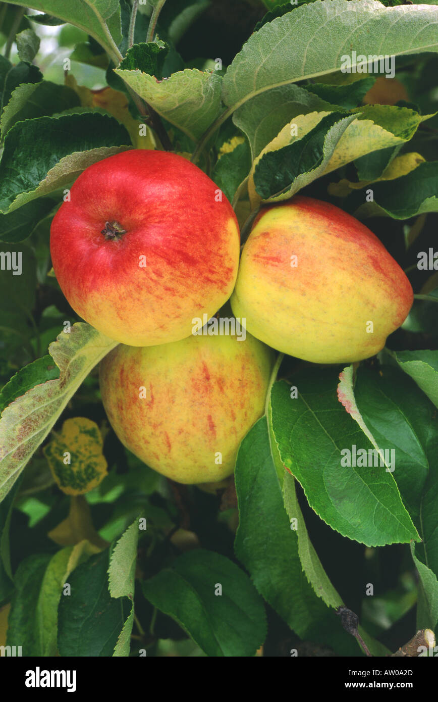 Varietà di mele Esopus Spitzenberg Foto Stock