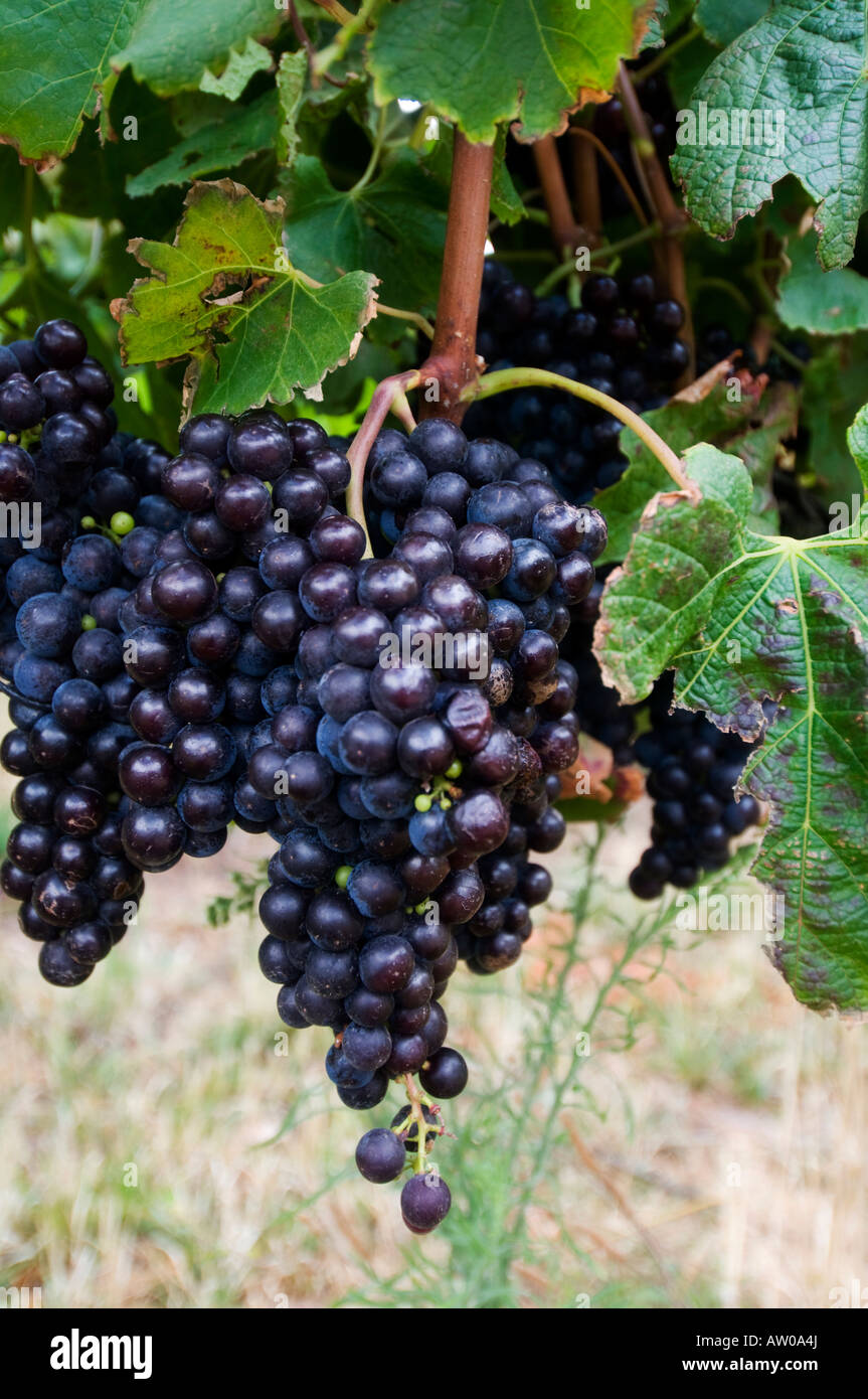 Groot Constantia vigna winelands Foto Stock