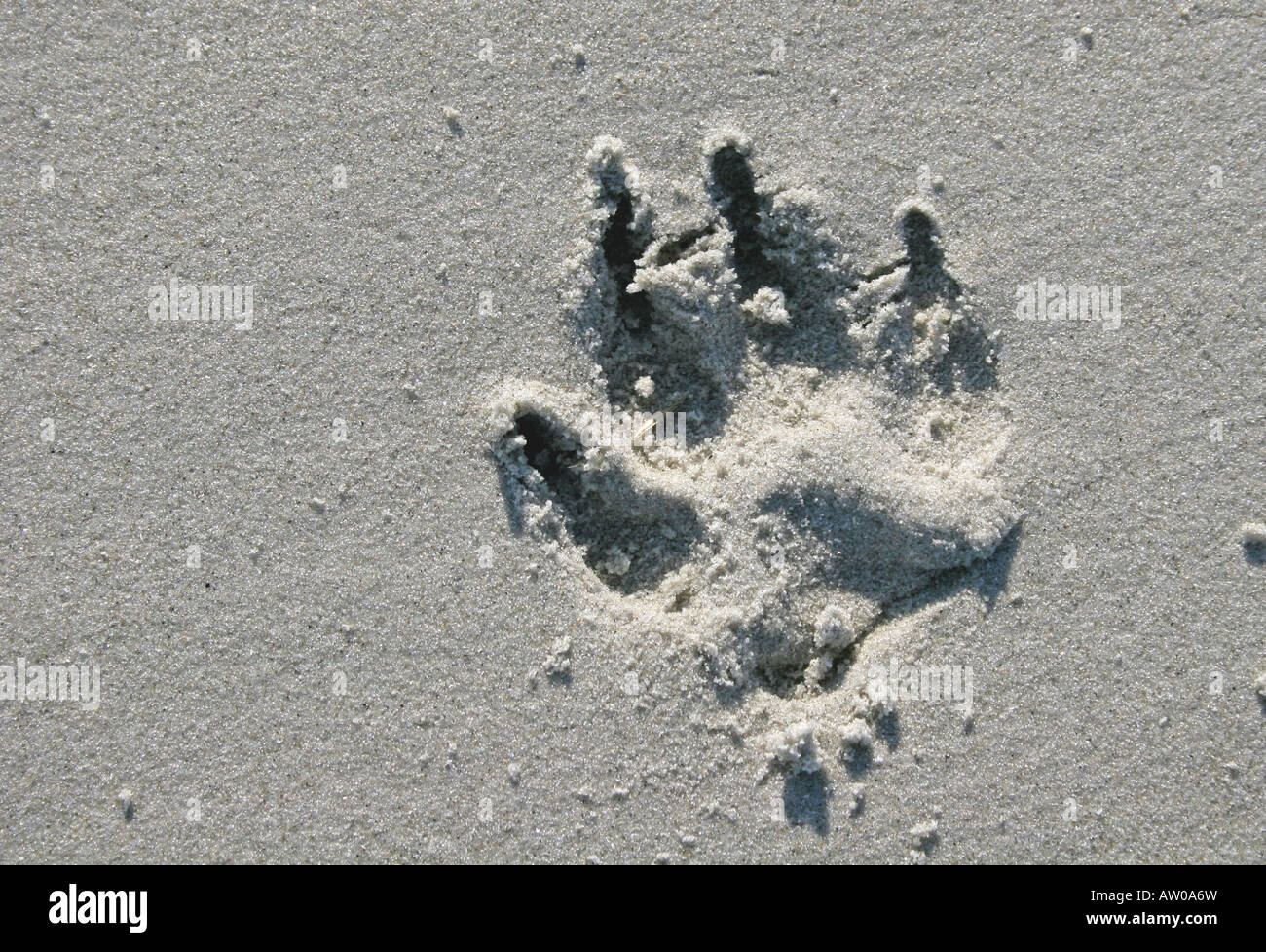 Impronta del cane grande stampa in spiaggia di sabbia Foto Stock