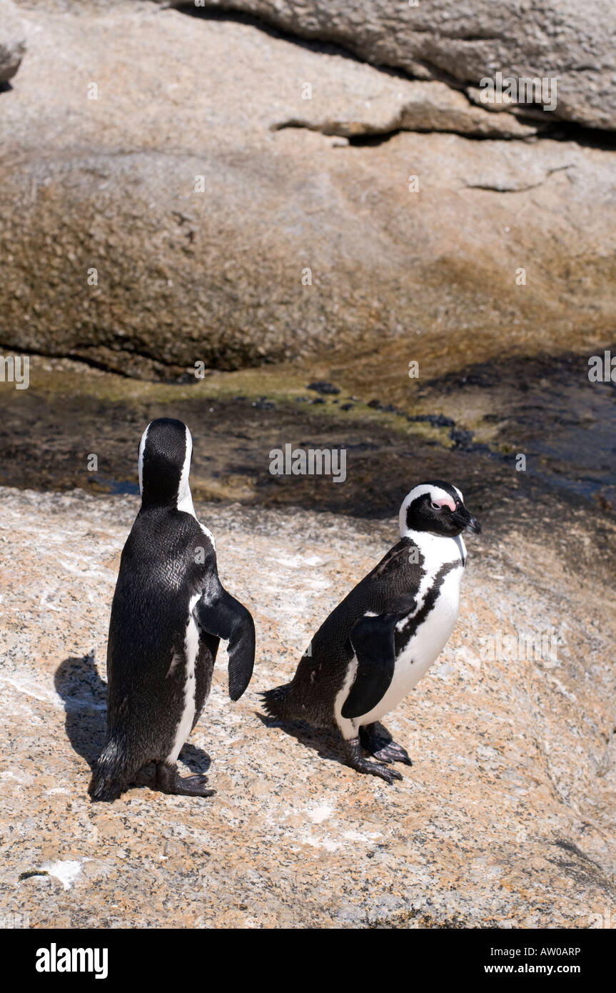I Penguins africani al Boulder colonia su False Bay nei pressi di Simon s Town Sud Africa Foto Stock