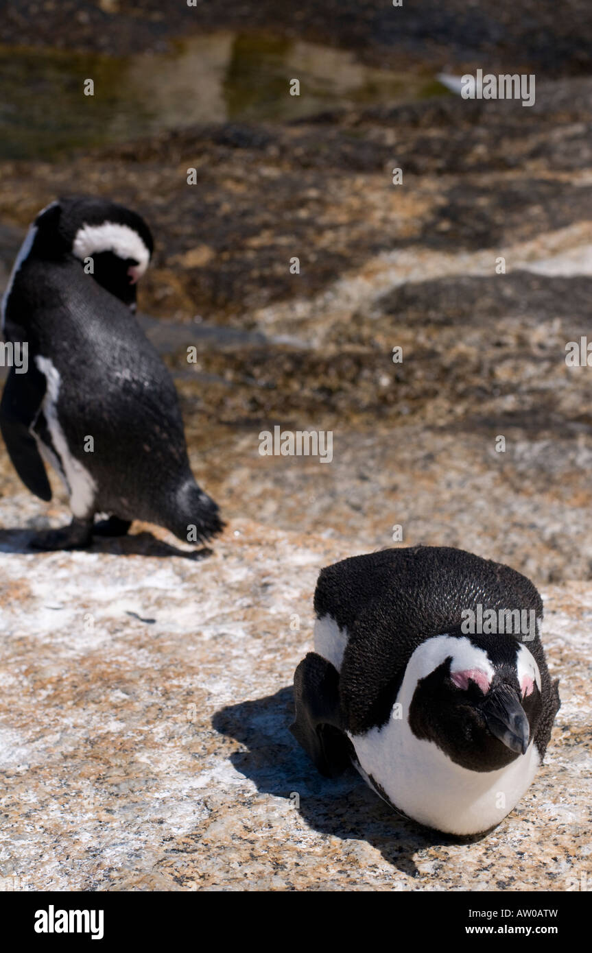 I Penguins africani al Boulder colonia su False Bay nei pressi di Simon s Town Sud Africa Foto Stock