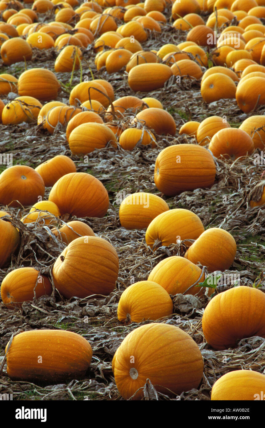 Canada BC Victoria Penisola Saanich campi di zucca nel mese di ottobre Foto Stock