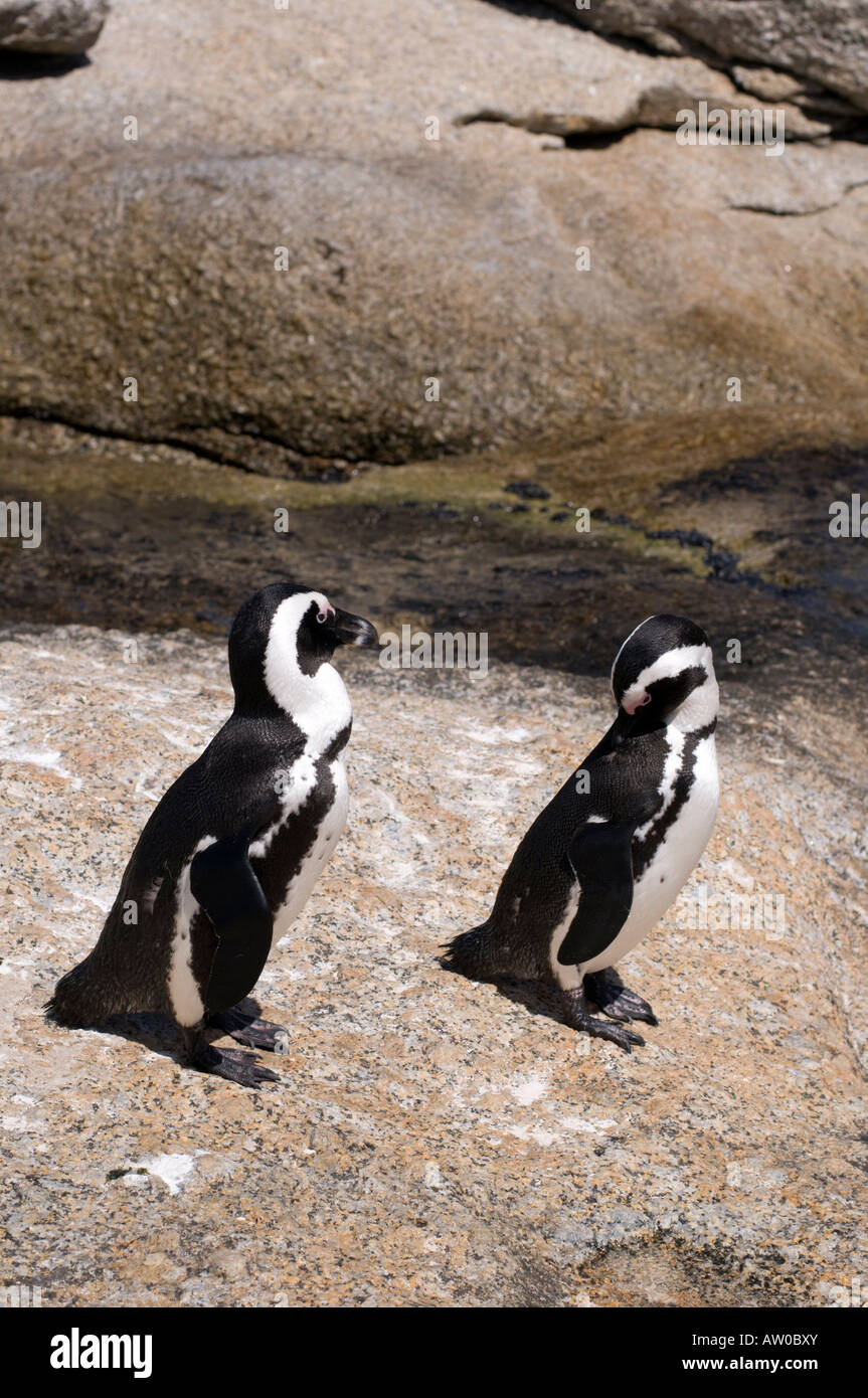 I Penguins africani al Boulder colonia su False Bay nei pressi di Simon s Town Sud Africa Foto Stock