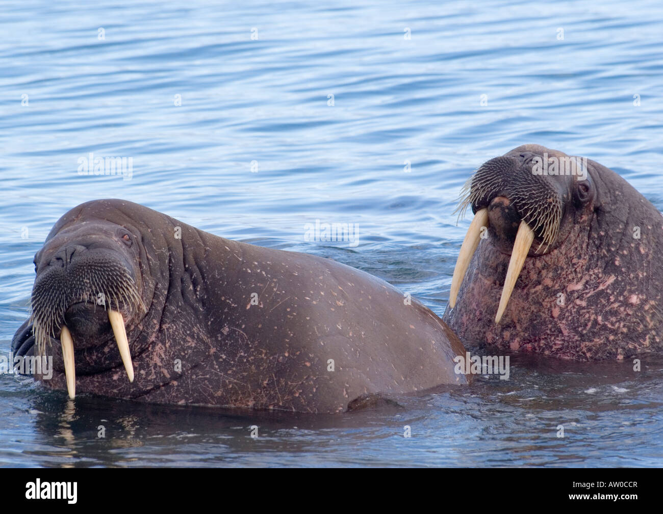 Due trichechi a Poolepynten Prins Karls Foreland Svalbard Foto Stock