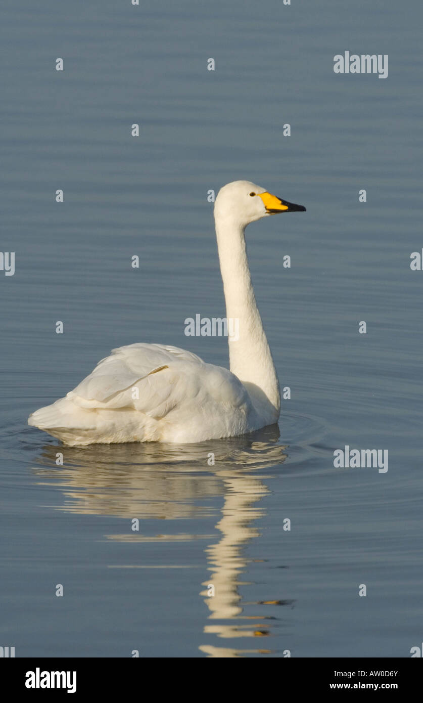 Whooper Swan, UK, inverno Foto Stock