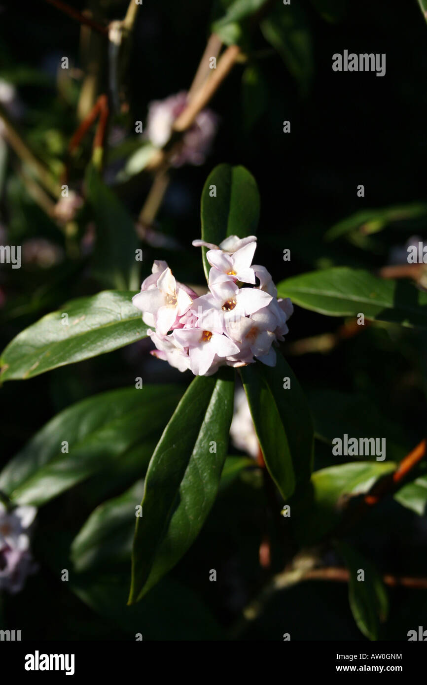 VIBURNAM X BODNANTENSE CHARLES LAMONT Foto Stock