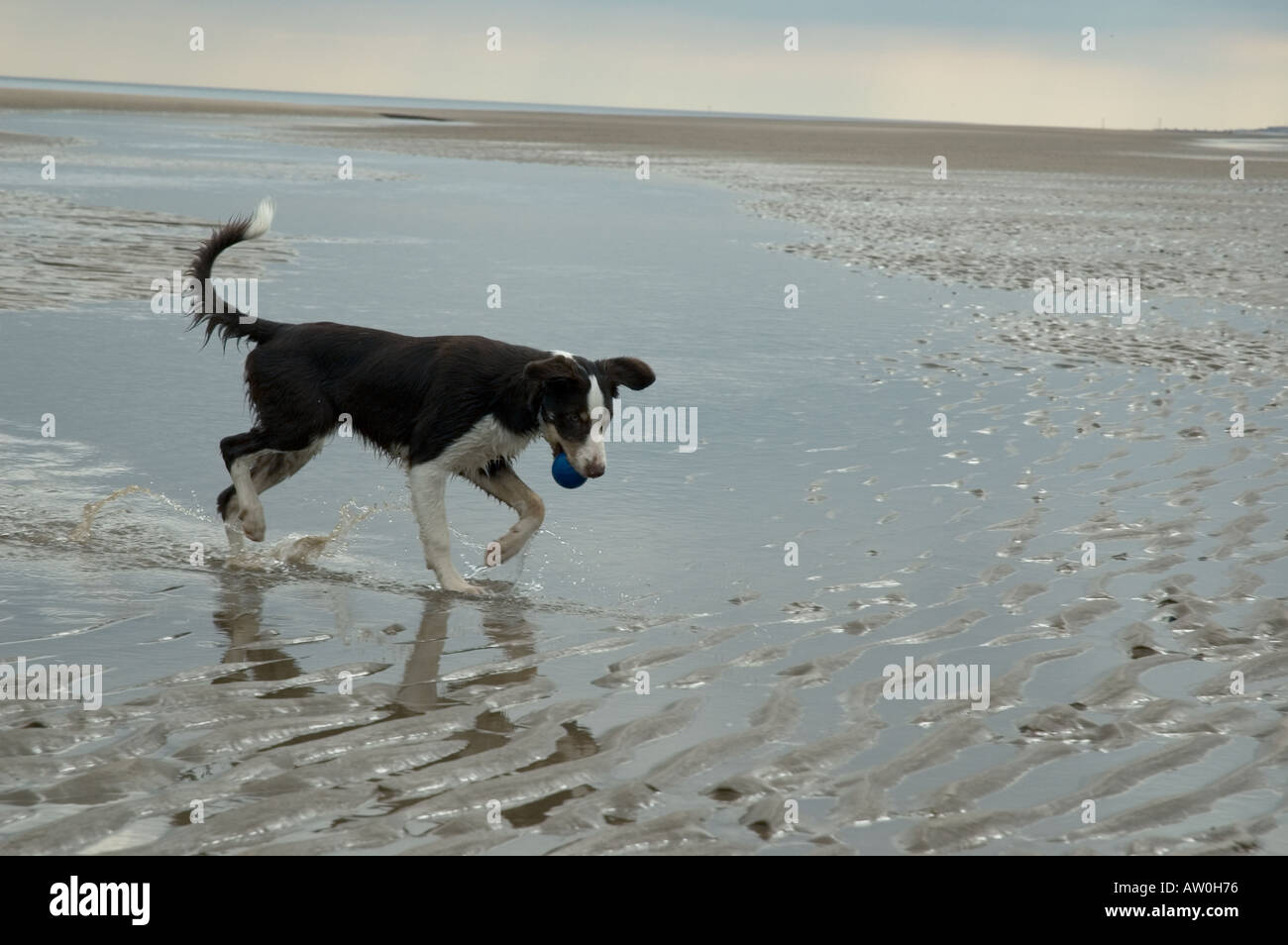 5 mese fa marrone colore tri Border Collie portando la sfera a piedi attraverso acqua sulla spiaggia Foto Stock