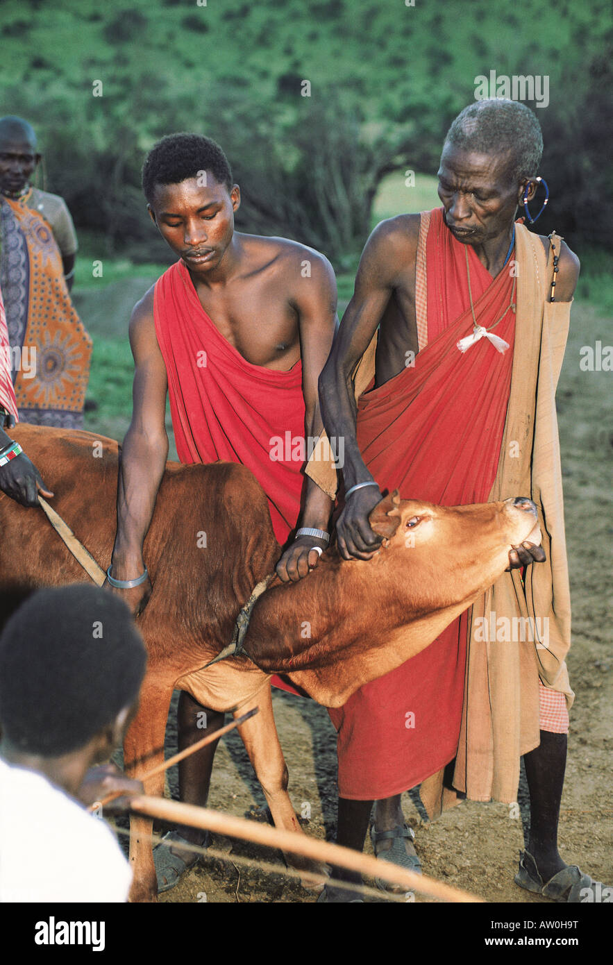 Maasai uomini tenere mucca mentre un'altra freccia spara in vena di collo di mucca per prelevare sangue Kenya meridionale Africa orientale Foto Stock